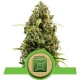 Diesel Auto - Royal Queen Seeds